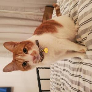 Lost Cat Tito