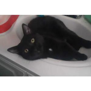 Lost Cat Smee