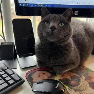 Lost Cat Freddie