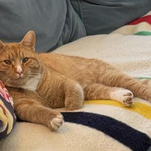 Lost Cat Billie
