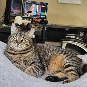 Lost Cat Solaire