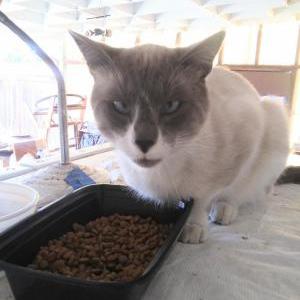Lost Cat Dusty