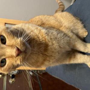 Lost Cat Chucky