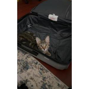 Image of Missy, Lost Cat