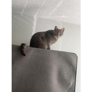 Found Cat uknown