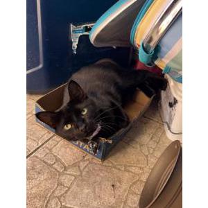 Lost Cat Lala