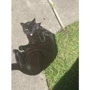 2nd Image of Lala, Lost Cat