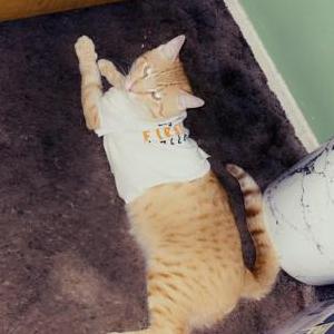 Lost Cat Barry