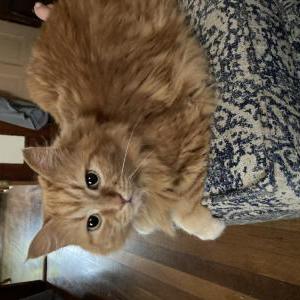 Lost Cat Zinnia
