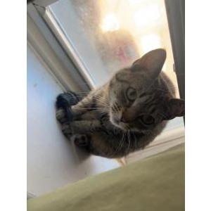 Lost Cat Maxie