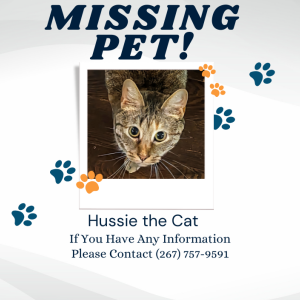 Lost Cat Hussie