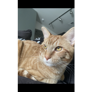 Lost Cat Xyno