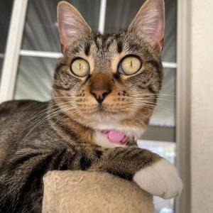 Lost Cat Mochi