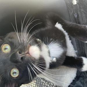 Lost Cat bruce