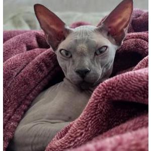 Lost Cat Lily