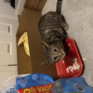 Found Cat Unknown