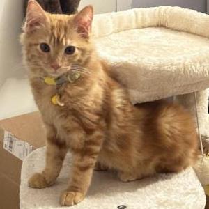 Lost Cat Bojji