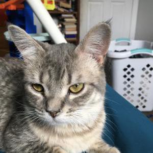 Lost Cat Guinevere