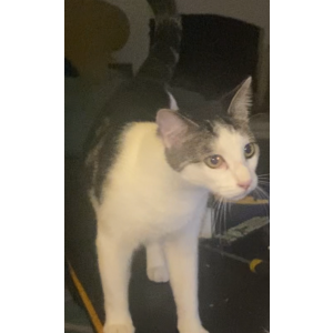 Lost Cat Milo