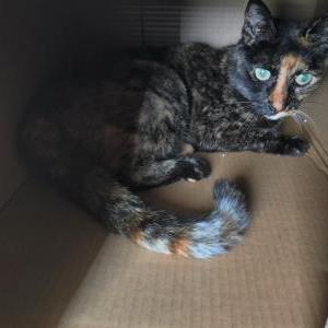 Lost Cat Kali
