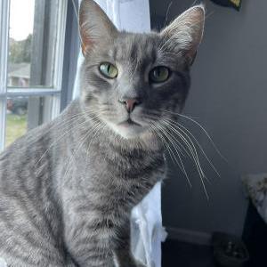 Lost Cat Dabi