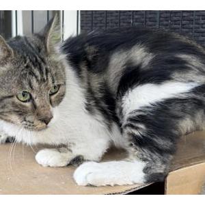 Lost Cat Disabled