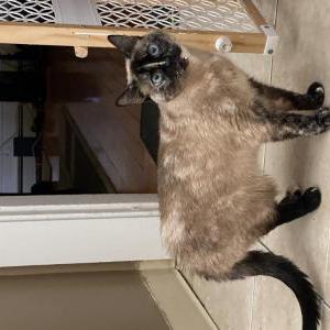 Lost Cat Kilo