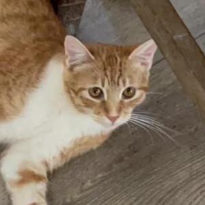 Lost Cat Canela