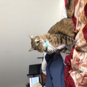 Lost Cat kittito