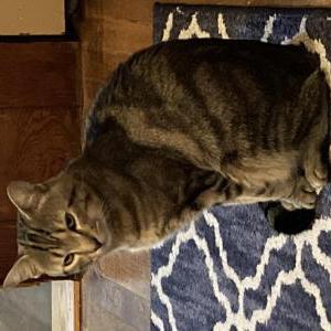 Lost Cat Barnaby