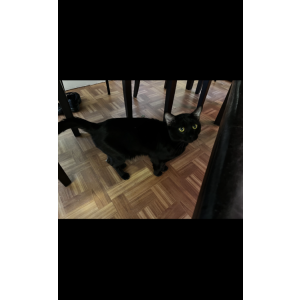 Lost Cat Cali