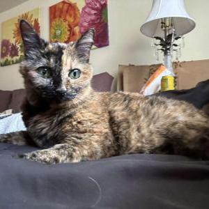 Lost Cat Little Bit