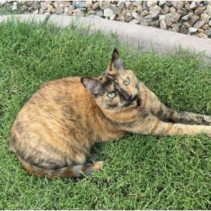 Lost Cat Shadoe