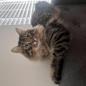 Lost Cat Little Man
