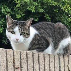 Lost Cat Frankie
