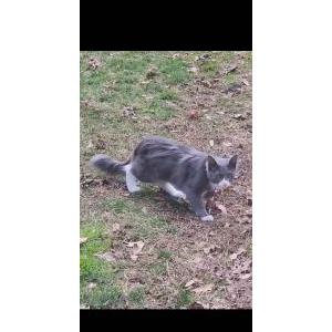 Lost Cat Kiwi