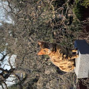 Lost Cat Tokyo