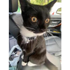 Lost Cat Pizza