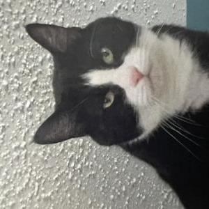 Lost Cat Elvis