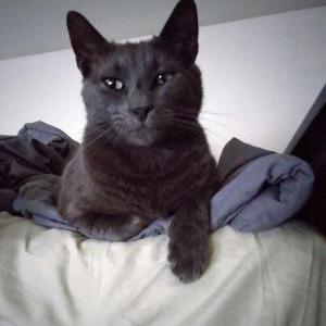 Lost Cat SMOKEY