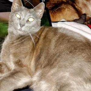 2nd Image of SMOKEY, Lost Cat