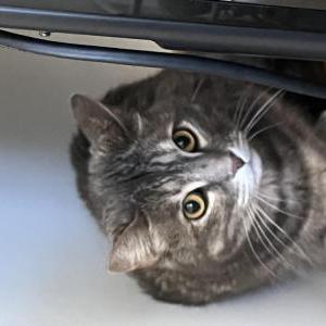 Lost Cat Cherokee