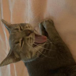 Found Cat Unknown