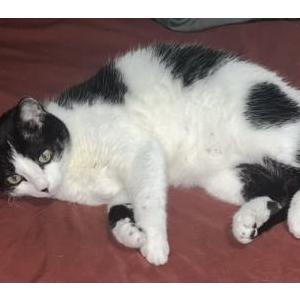 Lost Cat Peepadoo