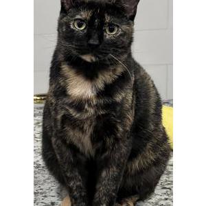 Lost Cat Frosya