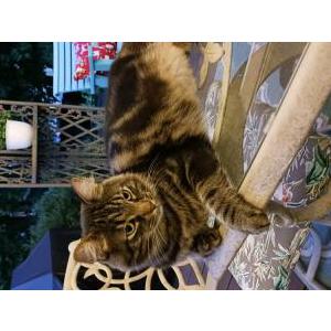 Found Cat Unsure