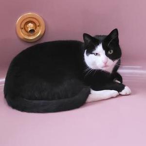 Lost Cat Phantom