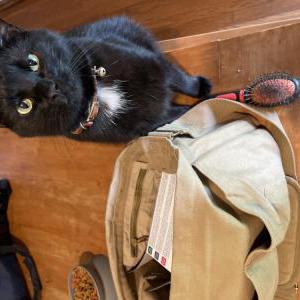 Lost Cat Toothless