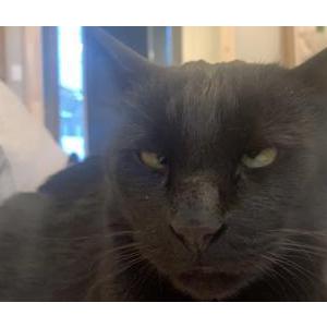 Lost Cat Shadow