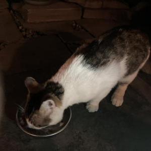 Found Cat Unknown